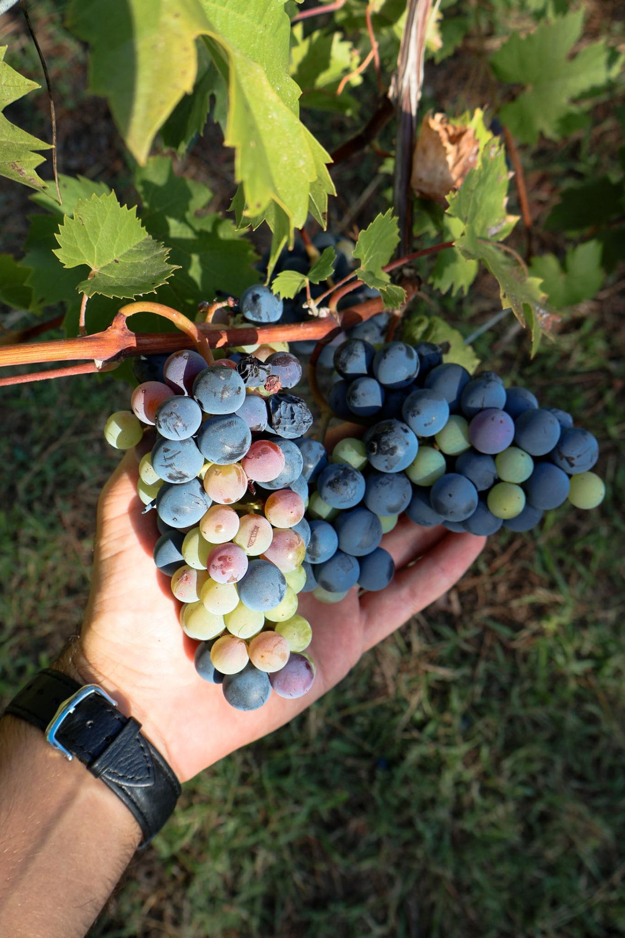 La vigna