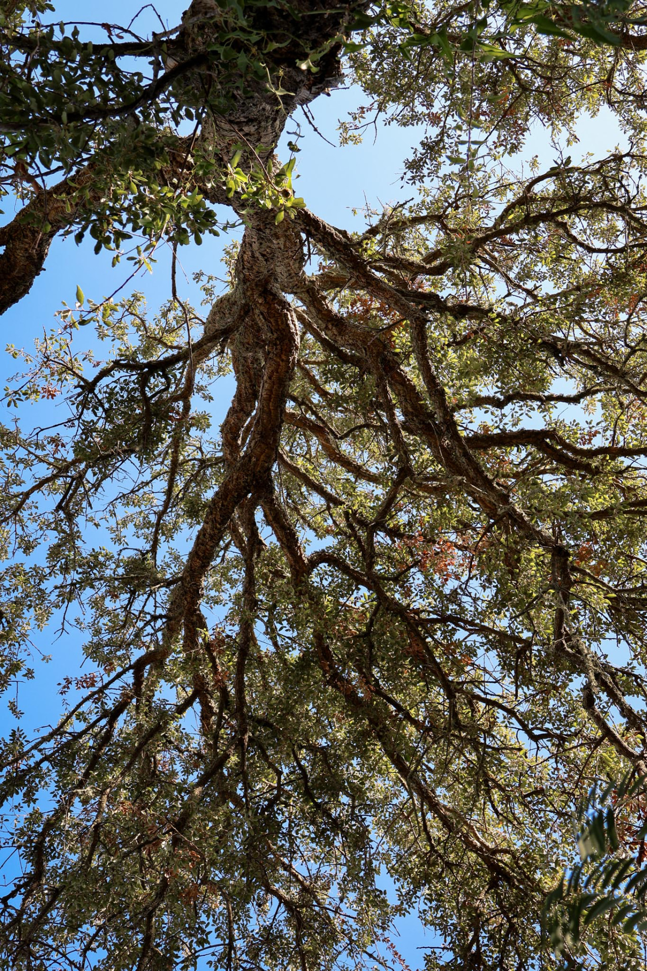 Giardino e alberi