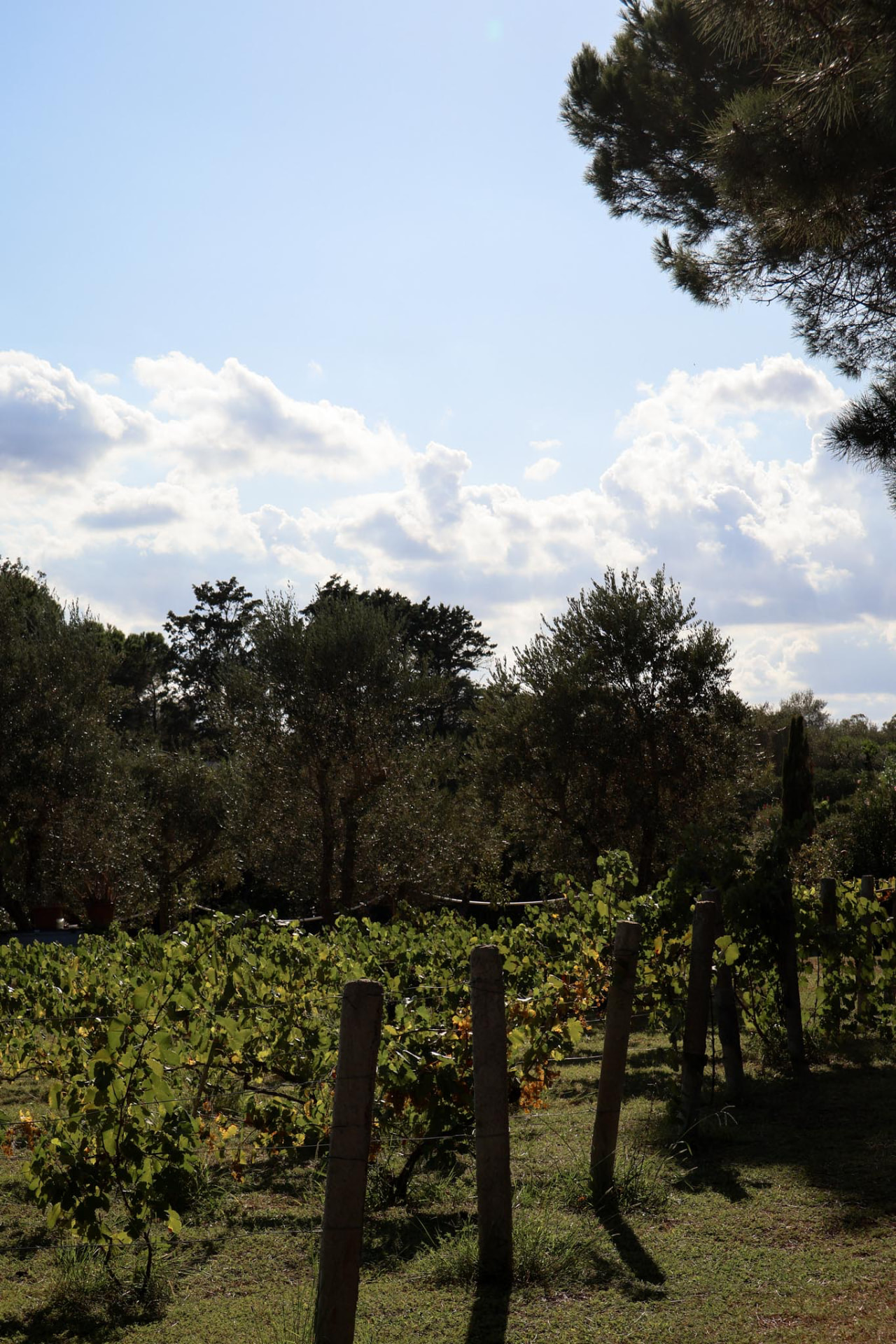 La vigna