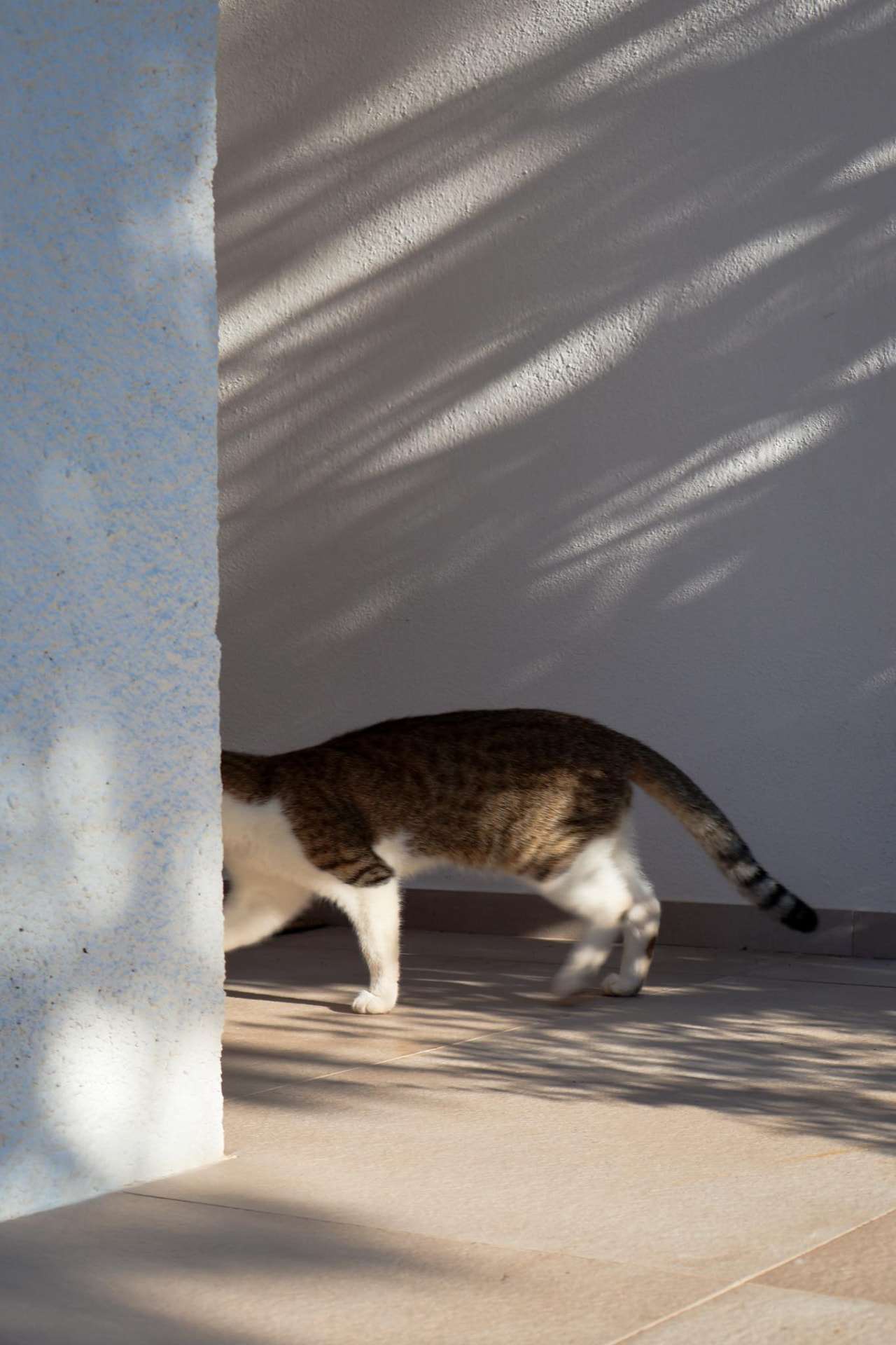 Un gatto sulla veranda