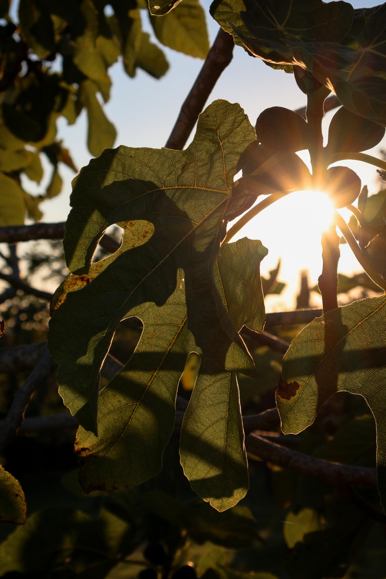 Giardino e alberi