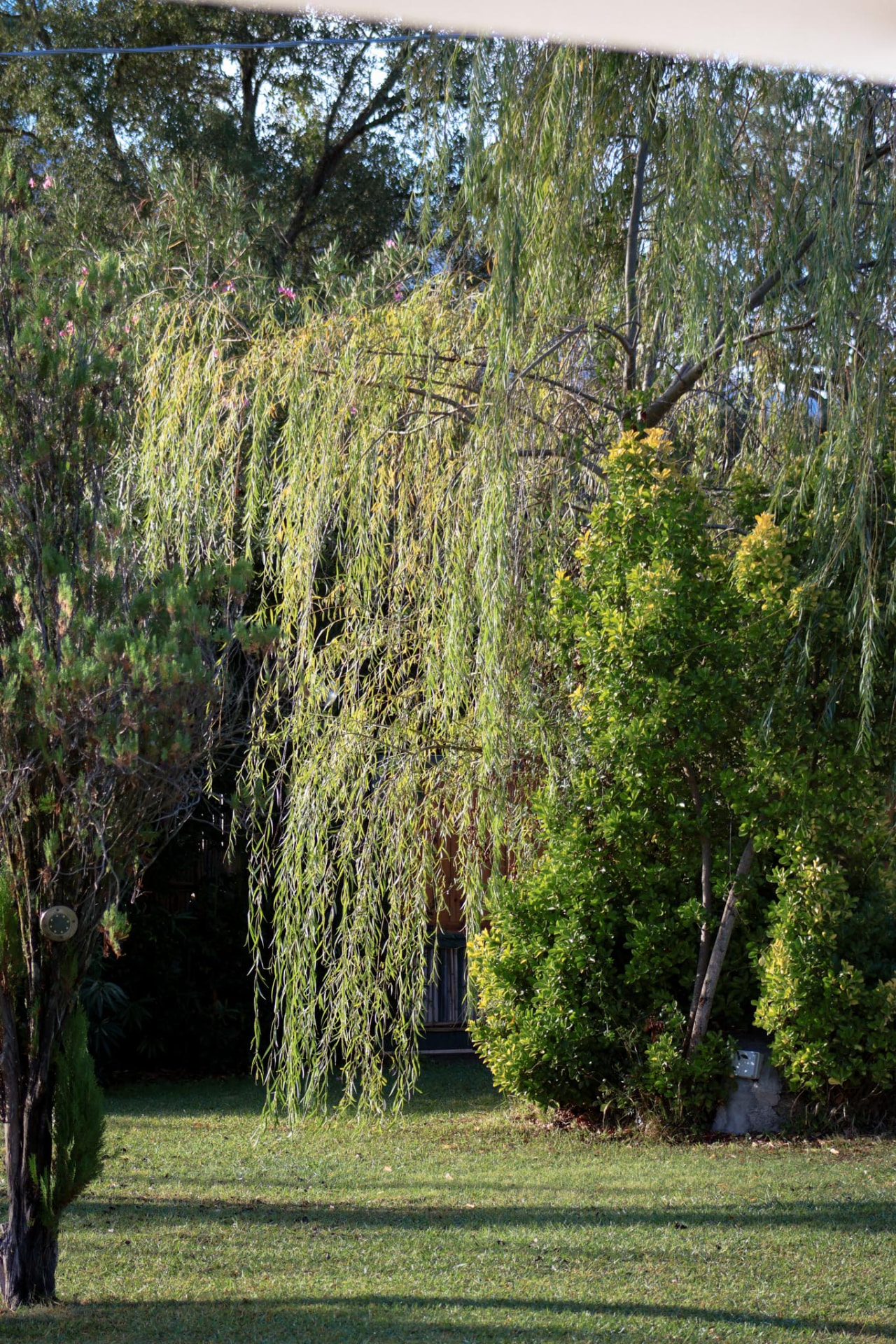 Giardino e alberi